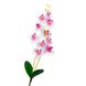 Орхідея катлея, біла з рожевим 8701-025 фото 1