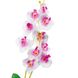 Орхідея катлея, біла з рожевим 8701-025 фото 2