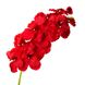 Орхідея онцидиум, червона 8701-034 фото 2