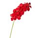Орхідея онцидиум, червона 8701-034 фото 1