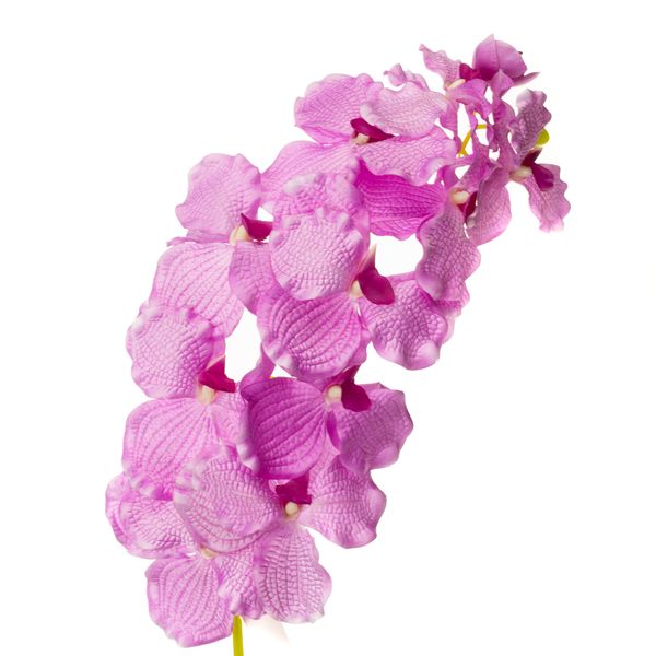 Орхідея онцидиум, бузкова 8701-035 фото