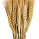 Букет із сухоцвітів "Пшениця", бежева, 60 см 9072-003 фото 2