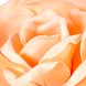 Квітка для фотозони персикова (велика) 0385JA-С фото 3