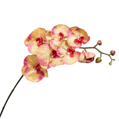 Орхідея золотиста 137 см 2000-042GN фото