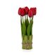 Букет тюльпанів 25 см, червоний 8931-011 фото 1