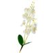 Орхідея катлея, біла з рожевим 8701-026 фото 1
