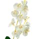 Орхідея катлея, біла з рожевим 8701-026 фото 2
