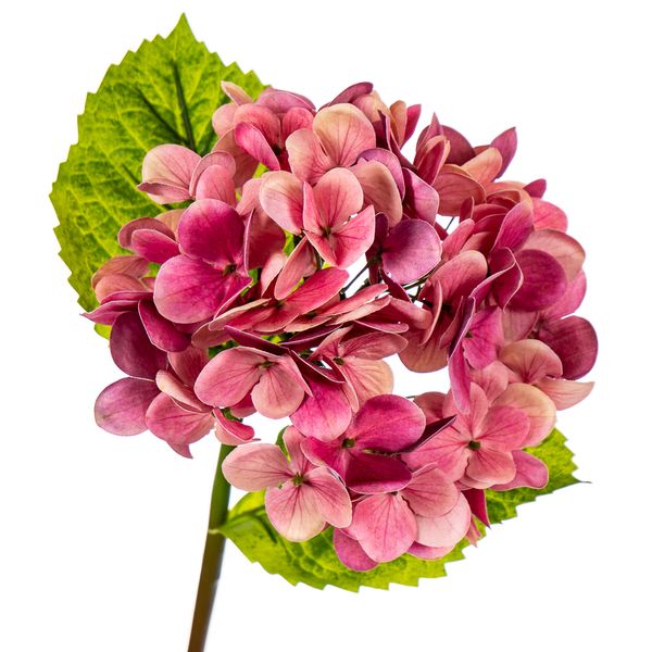 Квітка штучна "Гортензія Papillon", фуксія 8100-039 фото