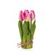 Букет тюльпанів 19 см, рожевий 8931-002 фото 1