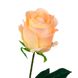 Троянда, рожева, 69 см 8717-033 фото 2