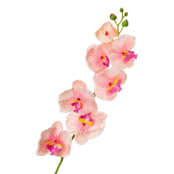 Орхідея фаленопсис, ясно-рожева 8701-020 фото