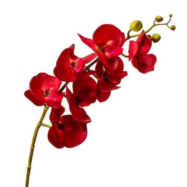 Орхідея фаленопсис, червона 8701-003 фото