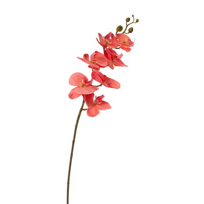 Орхідея фаленопсис, персикова 8701-005 фото