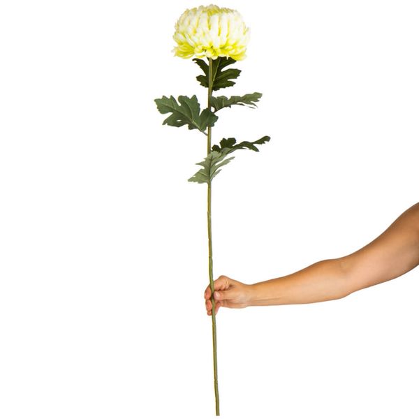 Хризантема "Радужний аромат", зелена 2000-079GN фото
