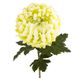 Хризантема "Радужний аромат", зелена 2000-079GN фото 1