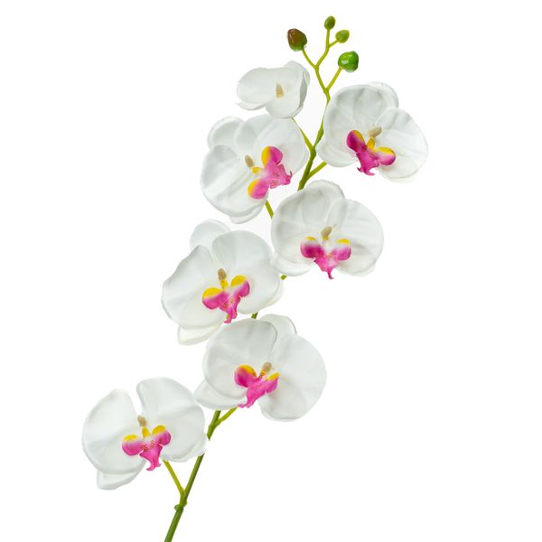 Орхідея фаленопсис, біла з рожевим 8701-019 фото