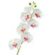 Орхідея фаленопсис, біла з рожевим 8701-019 фото 2