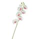 Орхідея фаленопсис, біла з рожевим 8701-019 фото 1