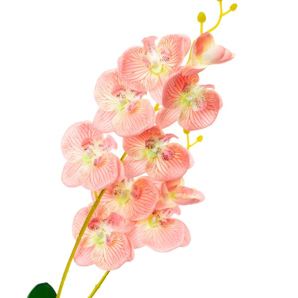 Орхідея катлея, рожева 8701-024 фото