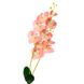 Орхідея катлея, рожева 8701-024 фото 1