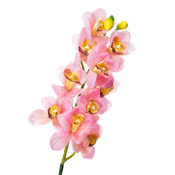 Орхідея беаллара, рожева з жовтим 8701-030 фото