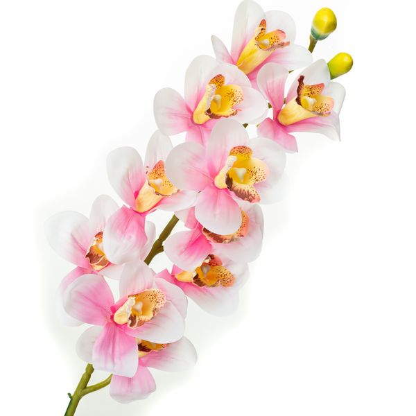 Орхідея беаллара, біла з рожевим 8701-031 фото