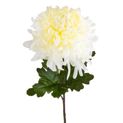 Хризантема "Перлина", біла 2000-089WT фото