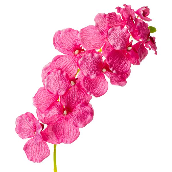 Орхідея онцидиум, рожева 8701-033 фото